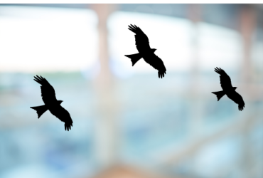 Vinyl sticker / Valk